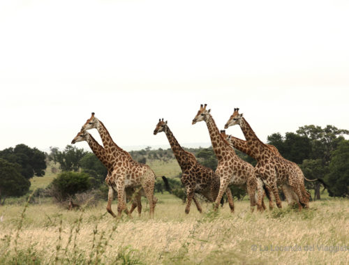Giraffe