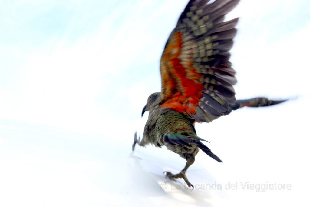 Kea in Nuova Zelanda